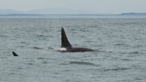 Wild-killer-whales