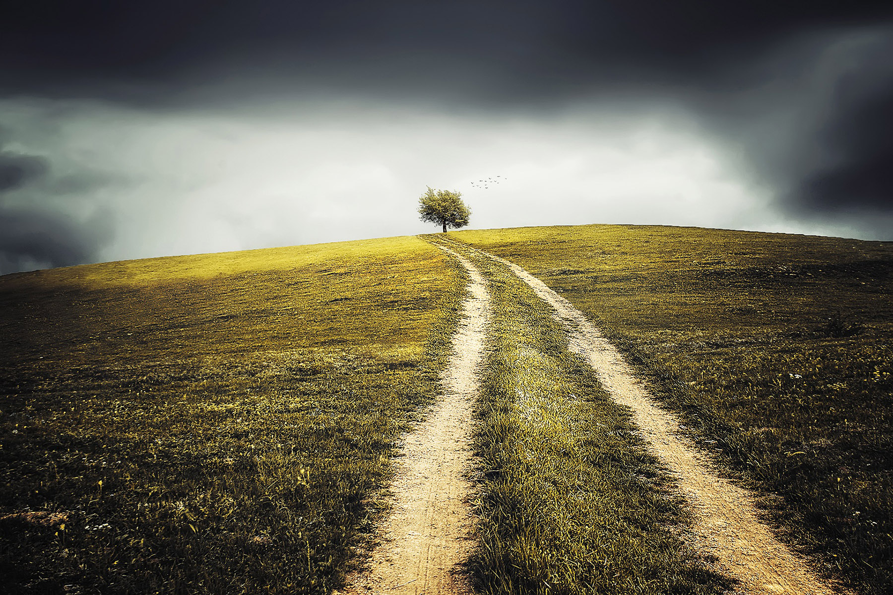 Chemin menant à un arbre sous un ciel obscur et nuageux