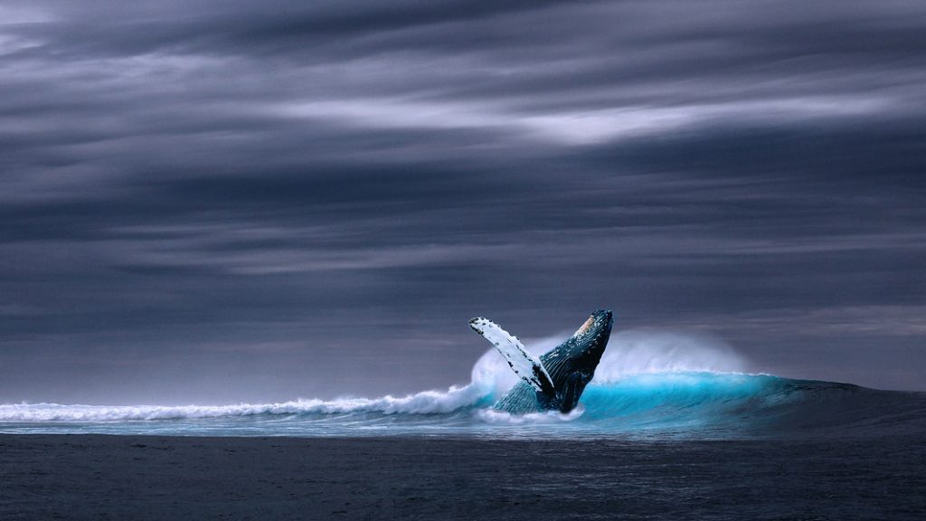 LE JEU MORTEL DE LA BALEINE BLEUE Adventiste Magazine LE JEU MORTEL DE LA BALEINE BLEUE Adventiste Magazine